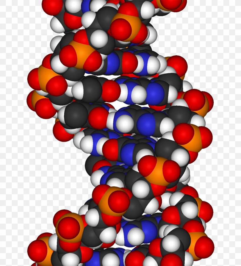 The Double Helix: A Personal Account Of The Discovery Of The Structure Of DNA Molecular Models Of DNA DNA Replication Space-filling Model, PNG, 907x1000px, Dna, Biology, Cell, Christmas, Christmas Decoration Download Free