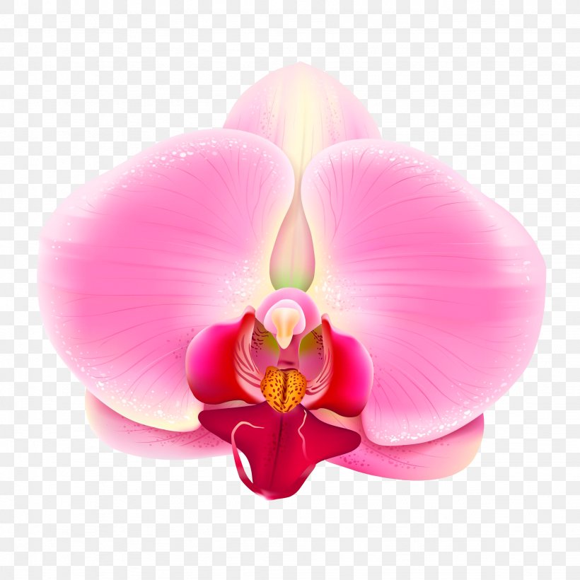 Vector Graphics Illustration Euclidean Vector Image Clip Art, PNG, 2048x2048px, Royaltyfree, Art, Flower, Flowering Plant, Illustrator Download Free