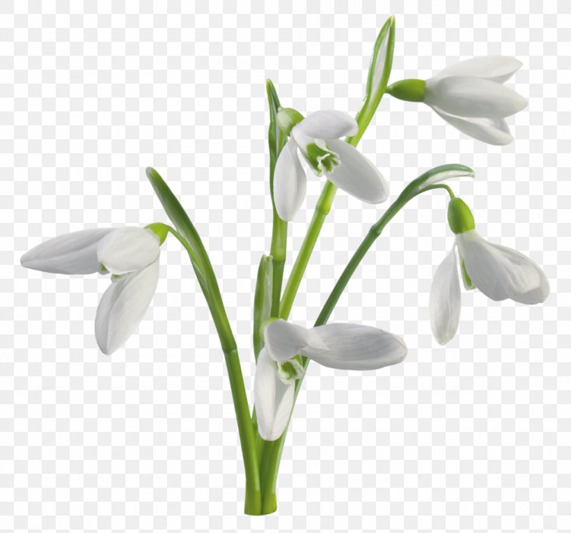 Galanthus Nivalis Giant Snowdrop Flower Desktop Wallpaper White, PNG, 1000x934px, Galanthus Nivalis, Amaryllis Family, Black And White, Carnation, Color Download Free