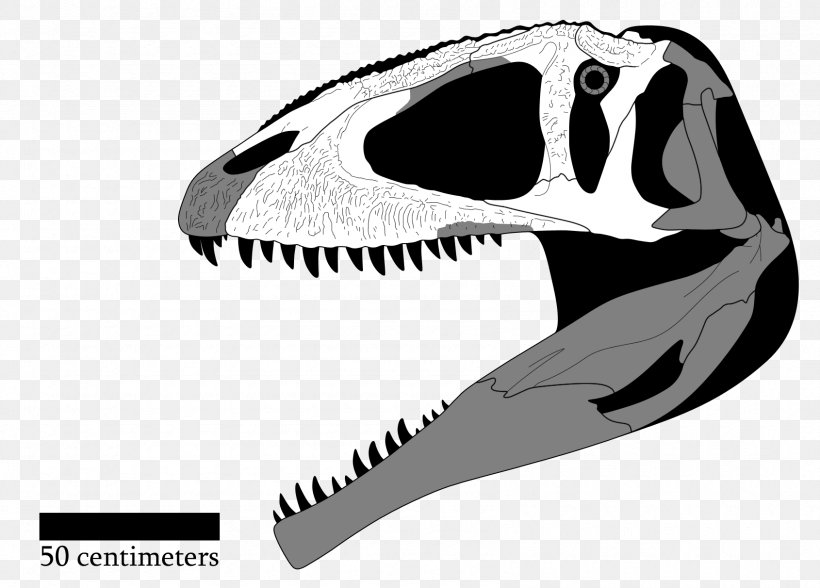 Giganotosaurus Tyrannosaurus Tyrannotitan Acrocanthosaurus Mapusaurus, PNG, 1690x1212px, Giganotosaurus, Acrocanthosaurus, Black And White, Bone, Carcharodontosaurus Download Free