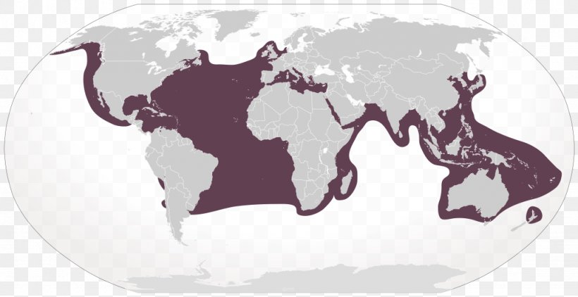 Globe World Map Border, PNG, 1024x528px, Globe, Blank Map, Border, Carnivoran, Cattle Like Mammal Download Free