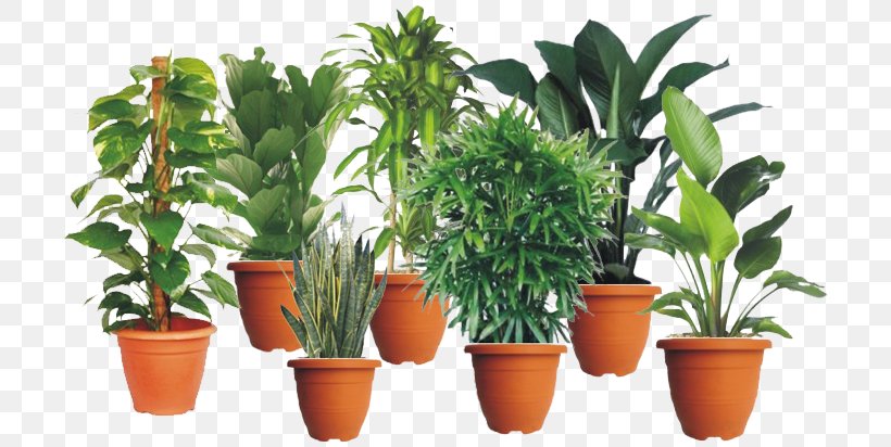Houseplant Flowerpot Nursery Malaysia, PNG, 712x412px, Houseplant, Arecaceae, Cut Flowers, Evergreen, Flower Download Free