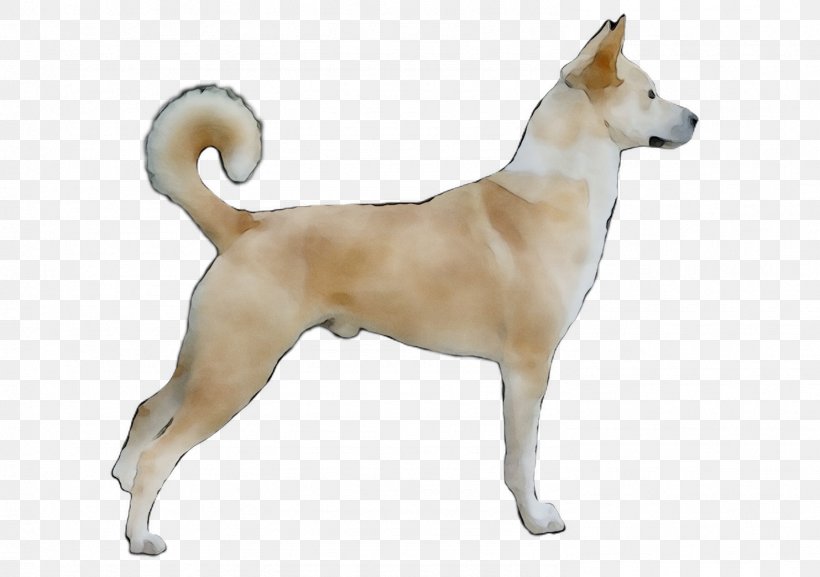 Canaan Dog Korean Jindo Norwegian Buhund Ancient Dog Breeds, PNG, 1483x1044px, Canaan Dog, Ancient Dog Breeds, Breed, Canidae, Carnivore Download Free