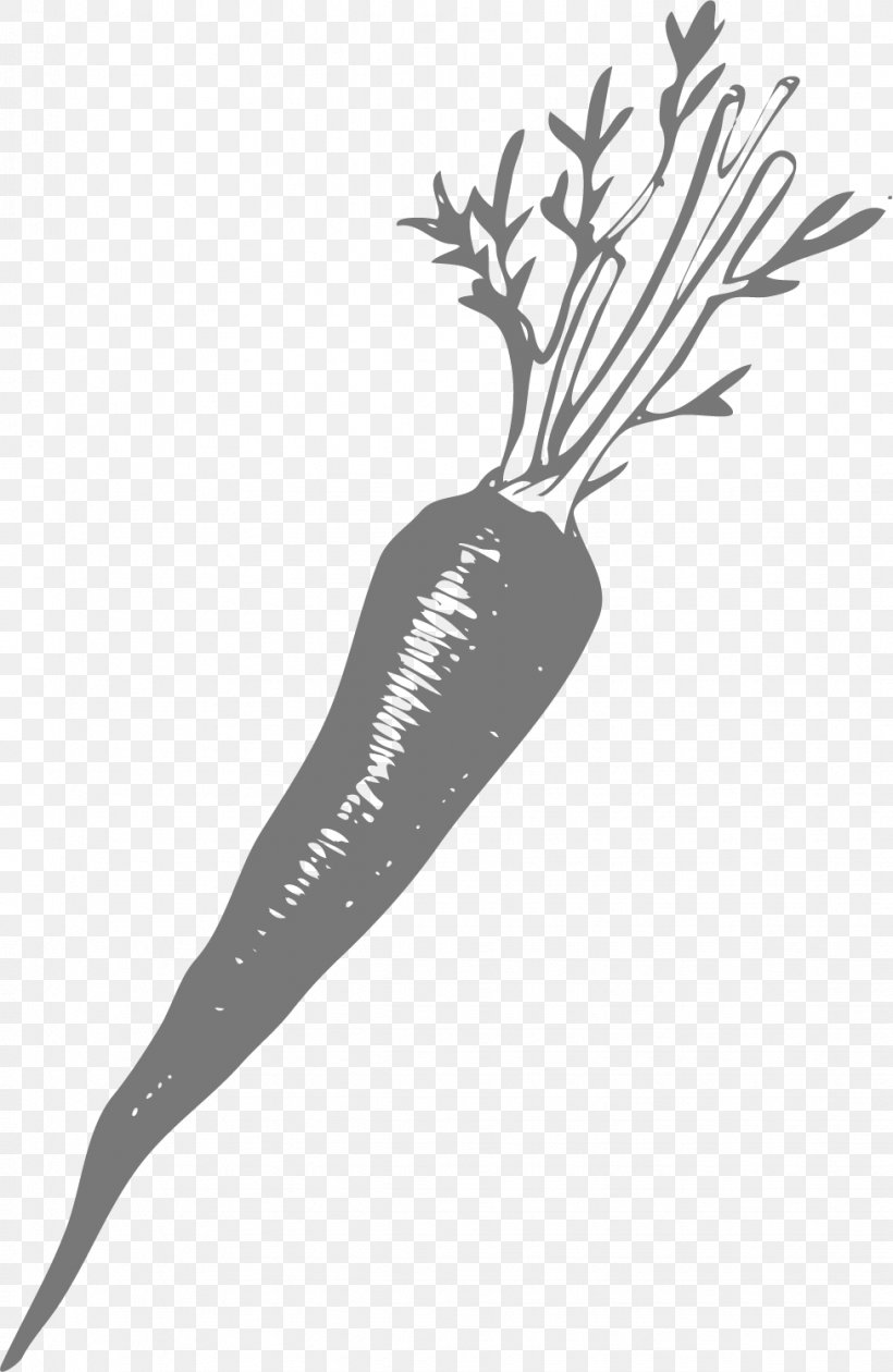 Carrot Euclidean Vector, PNG, 976x1500px, Carrot, Black And White, Daucus Carota, Designer, Drawing Download Free