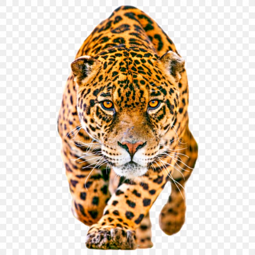 Cartoon Cat, PNG, 1024x1024px, Jaguar, African Leopard, Animal Figure, Big Cat, Big Cats Download Free