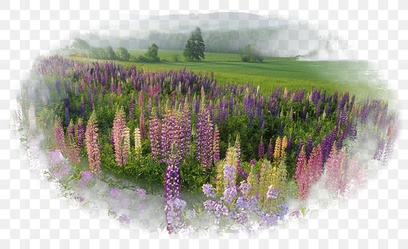 Desktop Wallpaper Nature Natural Landscape, PNG, 800x500px, Nature, Allposterscom, Art, Computer, Display Resolution Download Free