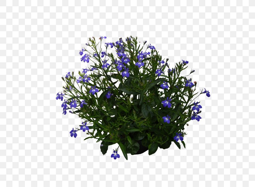 Lavender, PNG, 600x600px, Lavender, Bellflower Family, Blue, Flower, Flowering Plant Download Free