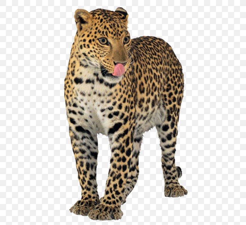 Leopard Jaguar Cheetah Tiger, PNG, 750x750px, Jaguar, Big Cat, Big Cats, Carnivoran, Cat Like Mammal Download Free