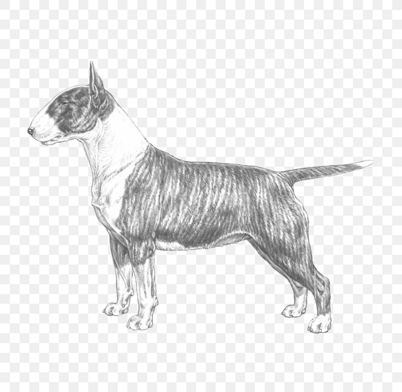 Miniature Bull Terrier Bull And Terrier Staffordshire Bull Terrier Boston Terrier, PNG, 800x800px, Bull Terrier, Black And White, Boston Terrier, Breed, Breed Standard Download Free