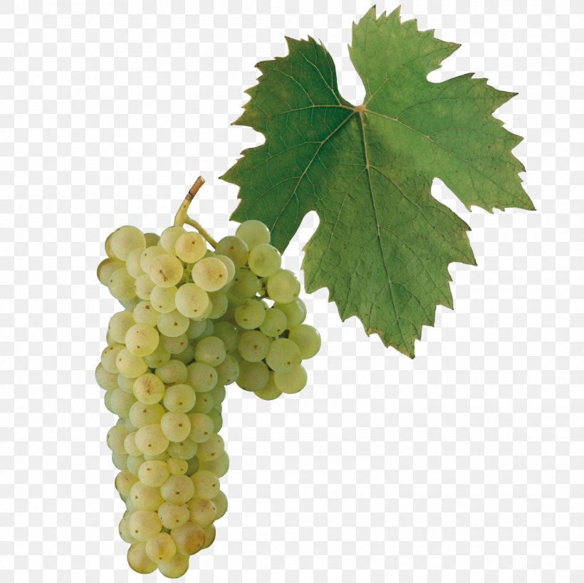 White Wine Welschriesling Sultana, PNG, 1600x1600px, White Wine, Common Grape Vine, Cultivar, Food, Fruit Download Free