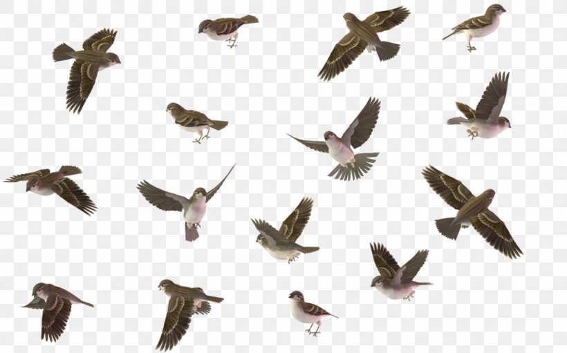 Bird House Sparrow Wren, PNG, 1024x639px, Bird, Animal Migration, Beak, Bird Migration, Display Resolution Download Free
