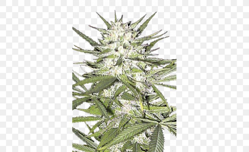 Cannabis Sativa Skunk Seed Marijuana, PNG, 500x500px, Cannabis, Cannabis Sativa, Crop, Fruit, Hemp Download Free