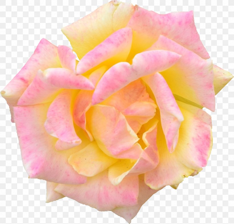 Garden Roses Pink Cabbage Rose Floribunda, PNG, 1296x1236px, Garden Roses, Cabbage Rose, Cut Flowers, Floribunda, Flower Download Free