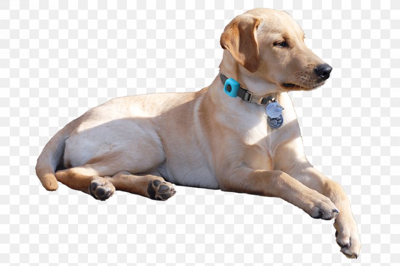 Labrador Retriever Golden Retriever Puppy Dog Breed Companion Dog, PNG, 900x600px, Labrador Retriever, Breed, Carnivoran, Companion Dog, Dog Download Free
