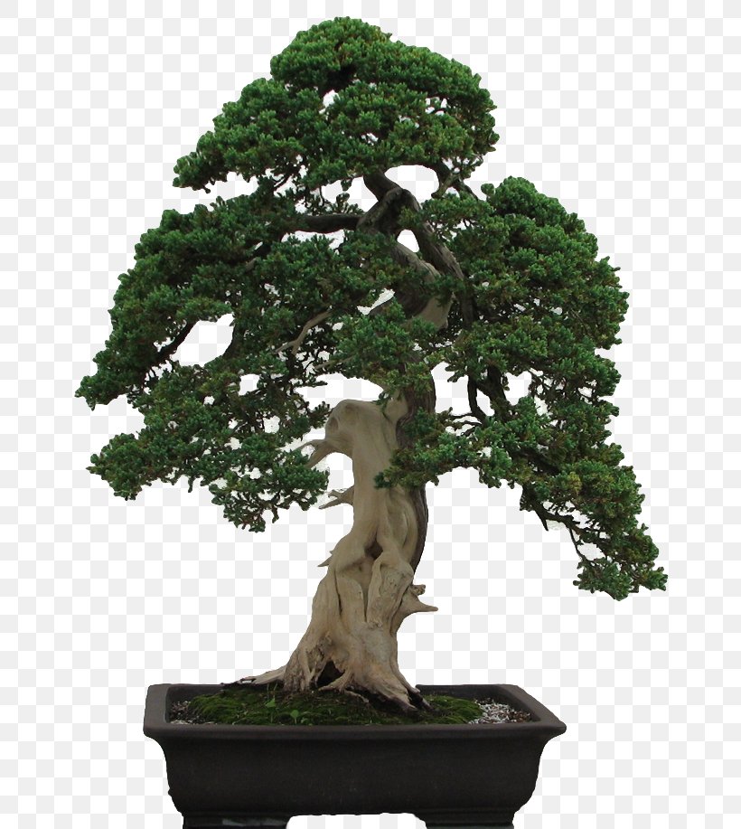 National Bonsai Foundation Penjing Fukien Tea Tree, PNG, 670x917px, Bonsai, Bonsai Styles, Carmona, Chinese Elm, Deadwood Bonsai Techniques Download Free