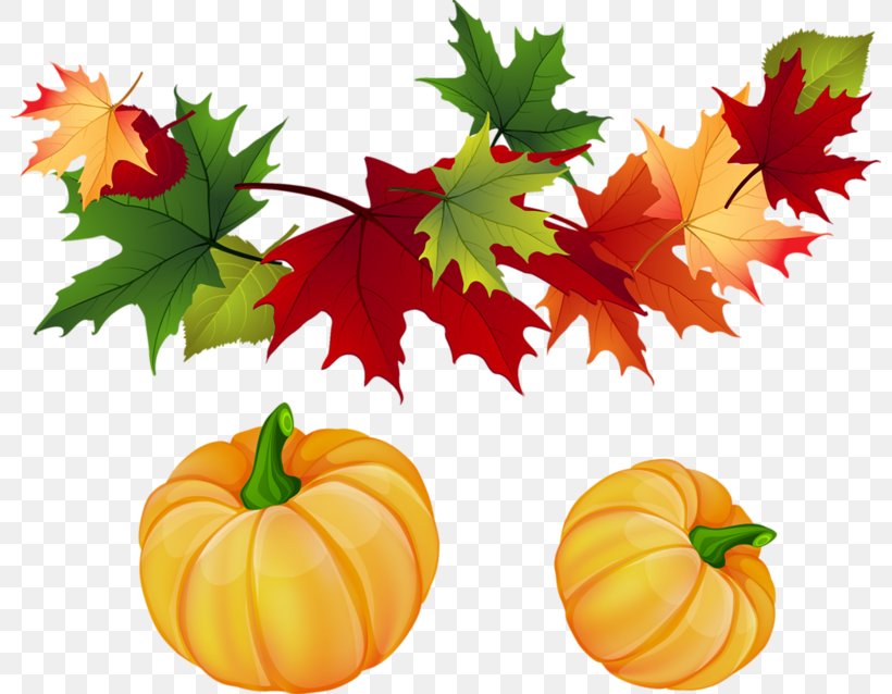 Autumn Leaf Color Clip Art, PNG, 800x638px, Autumn, Autumn Leaf Color, Calabaza, Cucurbita, Drawing Download Free