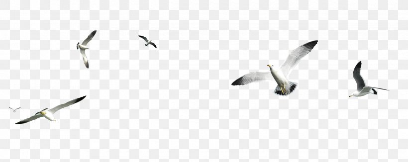 Bird Gulls Heron, PNG, 2440x971px, Bird, Animal, Beak, Black And White, Body Jewelry Download Free
