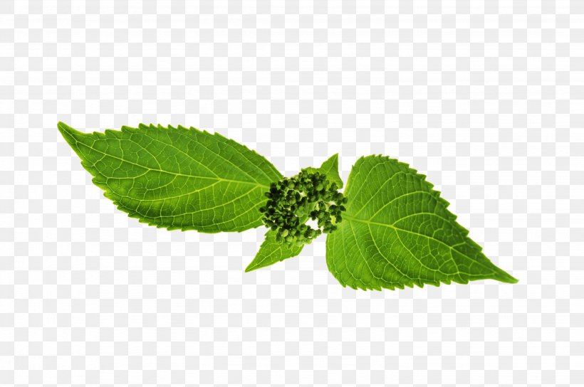 Leaf Stipule Plant Stem Plants Herbalism, PNG, 3071x2041px, Leaf, Herb, Herbal, Herbalism, Peppermint Download Free
