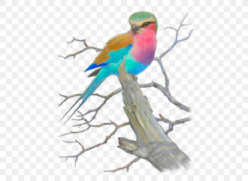 Lovebird Macaw Parakeet Feather Beak, PNG, 485x600px, Lovebird, Beak, Bird, Branch, Common Pet Parakeet Download Free