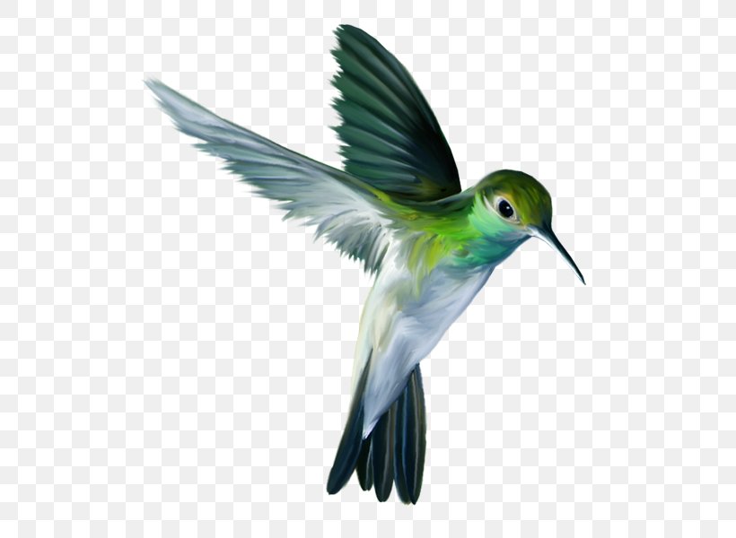 Hummingbird Bird Flight Parrot, PNG, 600x600px, Hummingbird, Animal, Archilochus, Beak, Bird Download Free