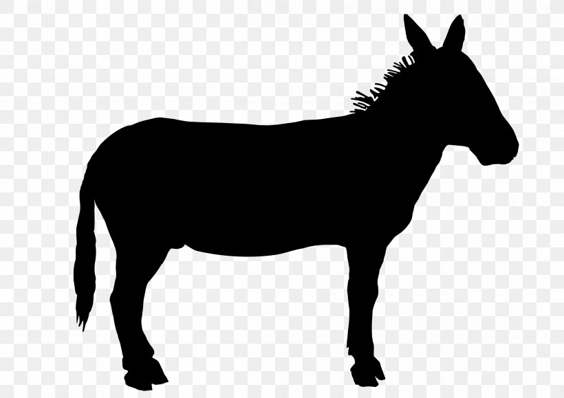 Mule Mustang Stallion Colt Halter, PNG, 2400x1697px, Mule, Animal Figure, Blackandwhite, Bridle, Burro Download Free