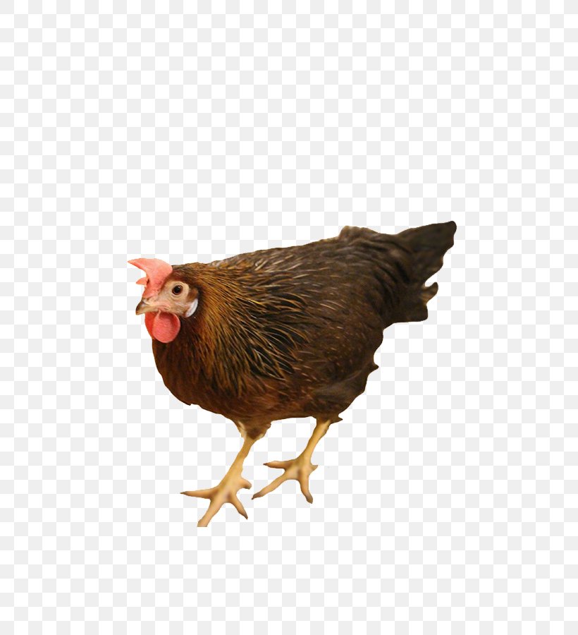 Rooster Leghorn Chicken Sussex Chicken Chicken Coop Free-range Eggs, PNG, 482x900px, Rooster, Beak, Bird, Breed, Chicken Download Free