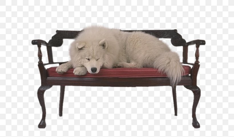 Samoyed Dog Photography Fur Laika Chair, PNG, 683x482px, Samoyed Dog, Chair, Dog, Fur, Furniture Download Free