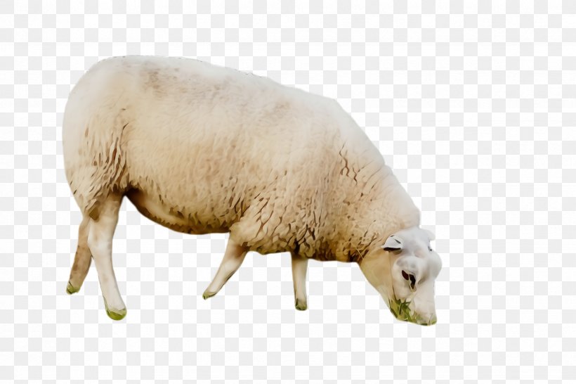 Sheep Sheep Livestock Snout Cow-goat Family, PNG, 2448x1632px, Watercolor, Cowgoat Family, Livestock, Paint, Sheep Download Free