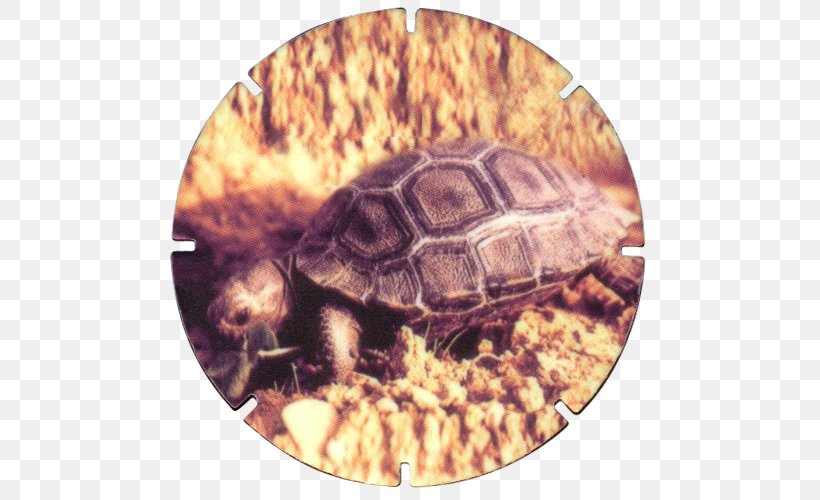Box Turtles Tortoise Terrestrial Animal, PNG, 500x500px, Box Turtles, Animal, Box Turtle, Emydidae, Organism Download Free