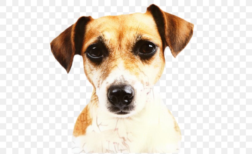 Dog Food, PNG, 599x500px, Jack Russell Terrier, Ancient Dog Breeds, Animal, Companion Dog, Dog Download Free