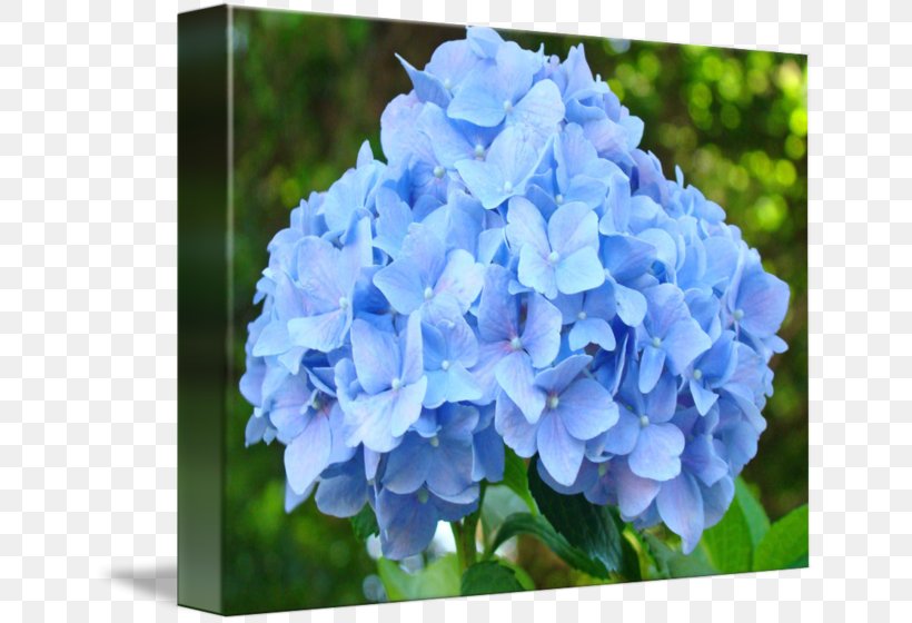 Flower Garden French Hydrangea Cottage Garden Flowers Blue, PNG, 650x560px, Flower, Annual Plant, Blue, Blue Rose, Cornales Download Free