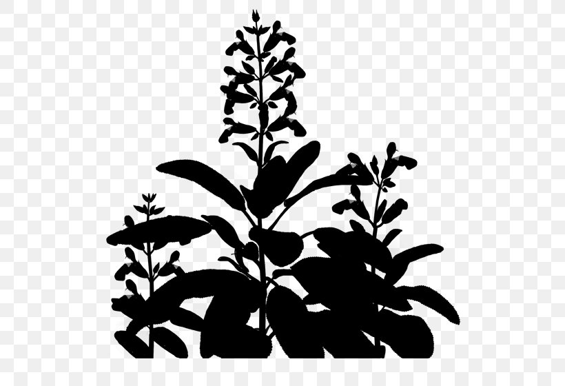 Cooking Ranges Common Sage Clip Art Flowering Plant, PNG, 600x560px, Cooking Ranges, Blackandwhite, Botany, Branch, Common Sage Download Free