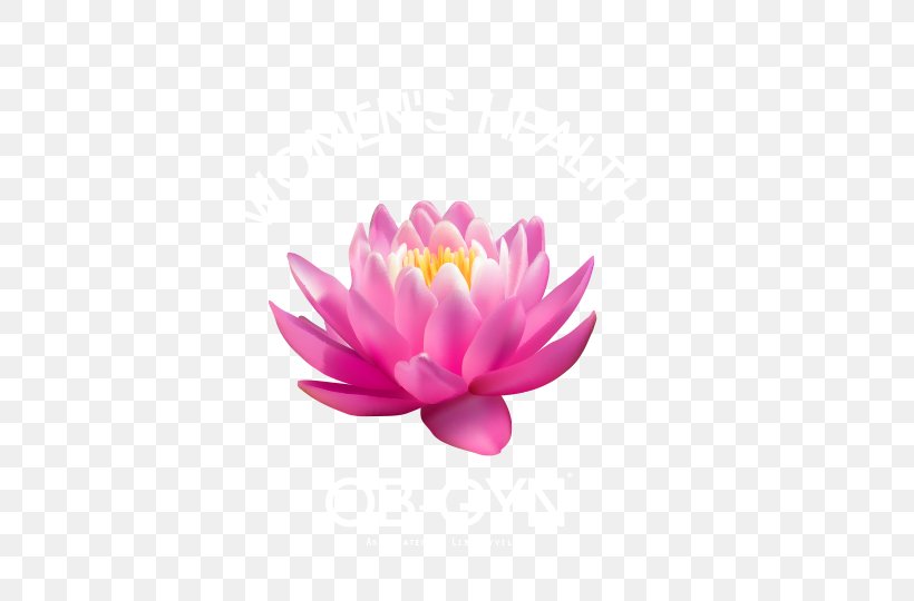 Stock Illustration Vector Graphics Sacred Lotus Image, PNG, 498x540px, Sacred Lotus, Aquatic Plant, Art, Drawing, Flower Download Free