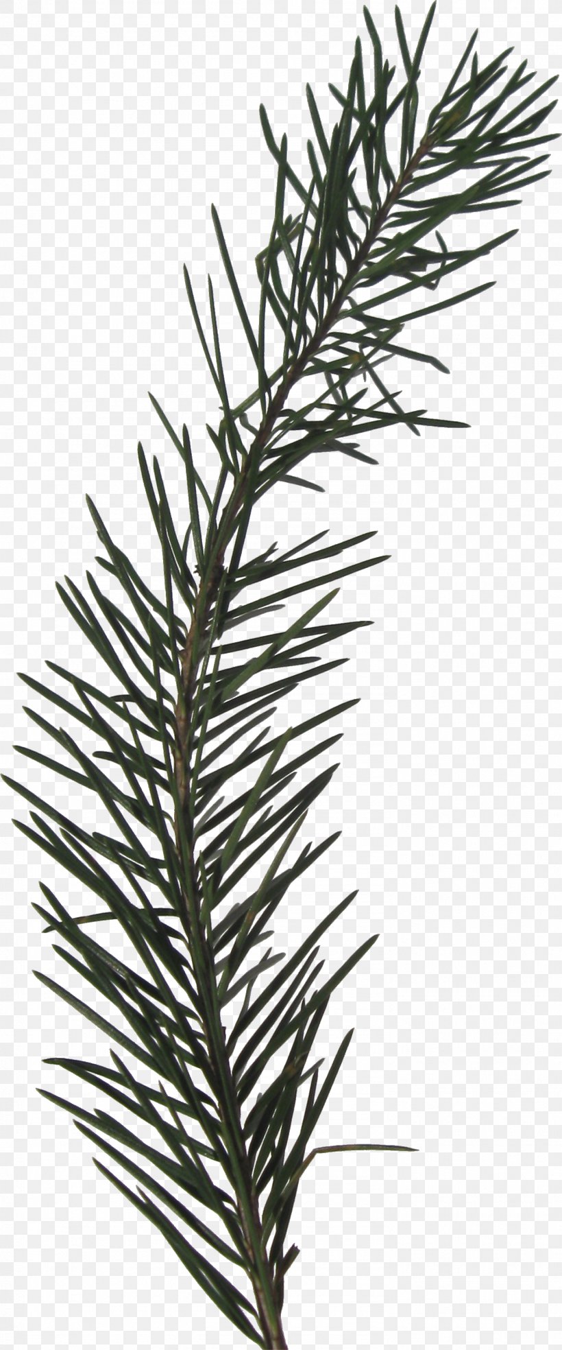 Tree Evergreen Branch Fir, PNG, 1482x3558px, Tree, Branch, Digital Scrapbooking, Evergreen, Fir Download Free