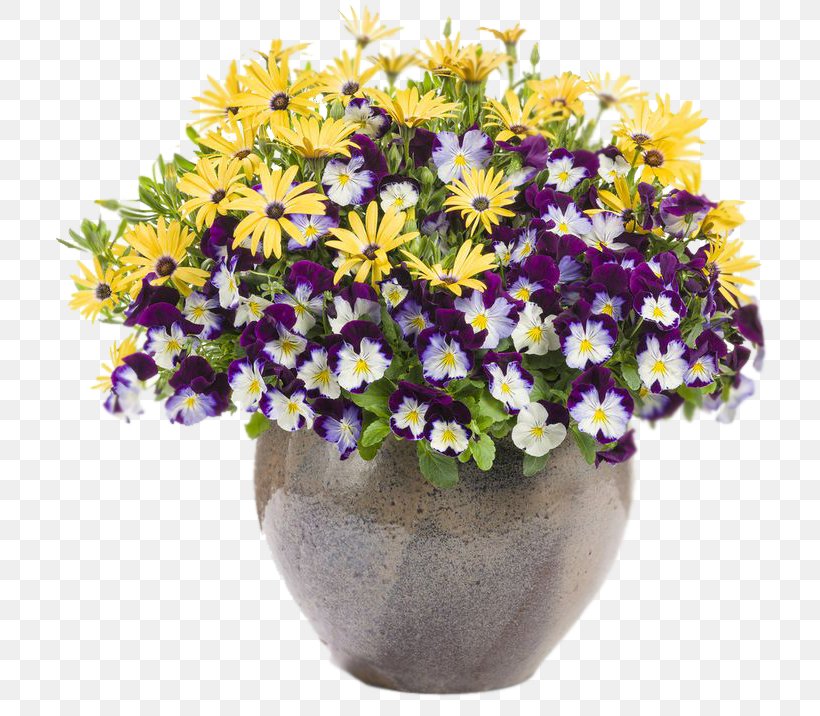 African Daisies Garden Flowerpot Pansy, PNG, 736x716px, African Daisies, Annual Plant, Artificial Flower, Aster, Bedding Download Free