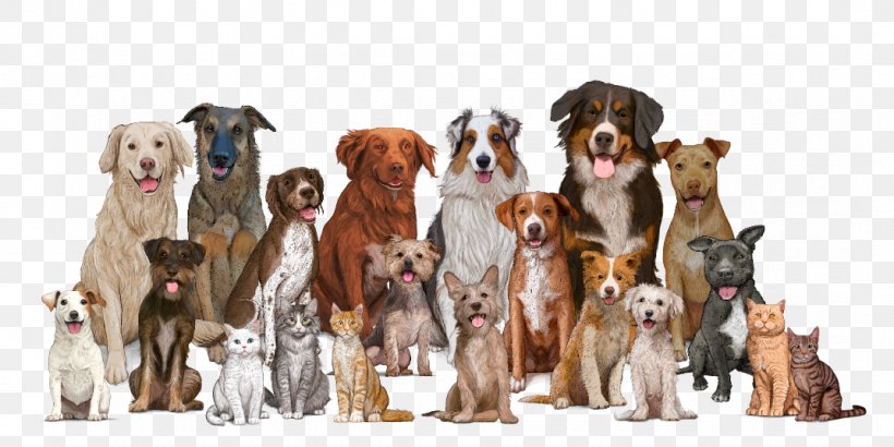 Dog Breed Cat Pet Shop Veterinarian, PNG, 1072x536px, Dog, Animal Figure, Carnivoran, Cat, Companion Dog Download Free