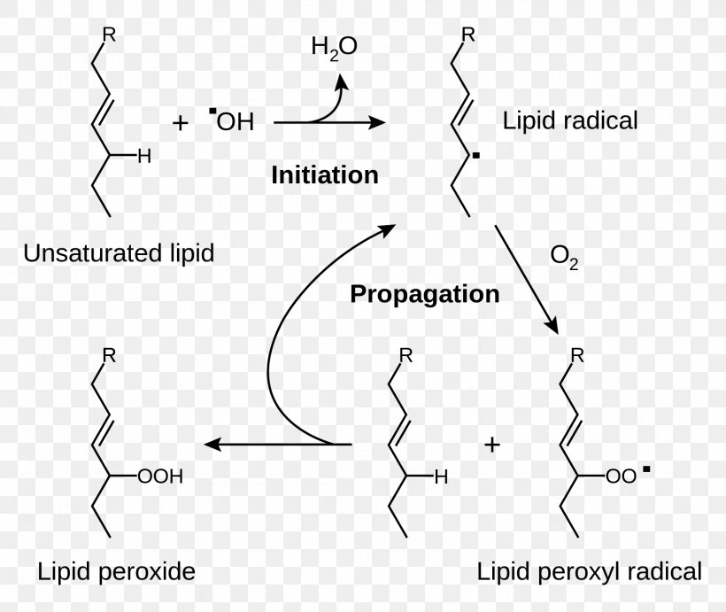 Lipid Peroxidation Rancidification Redox Radical, PNG, 1690x1425px, Lipid Peroxidation, Area, Beta Oxidation, Black And White, Breathing Download Free