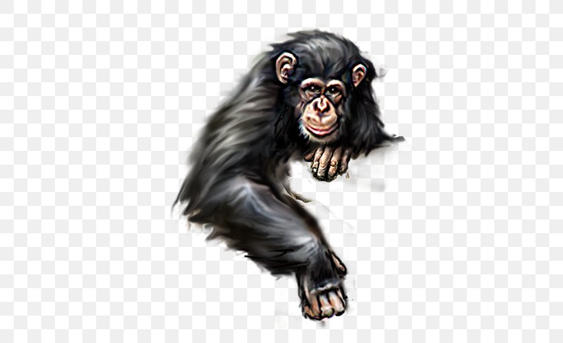 Orangutan Ape Gorilla, PNG, 500x500px, Orangutan, Ape, Chimpanzee, Common Chimpanzee, Fur Download Free