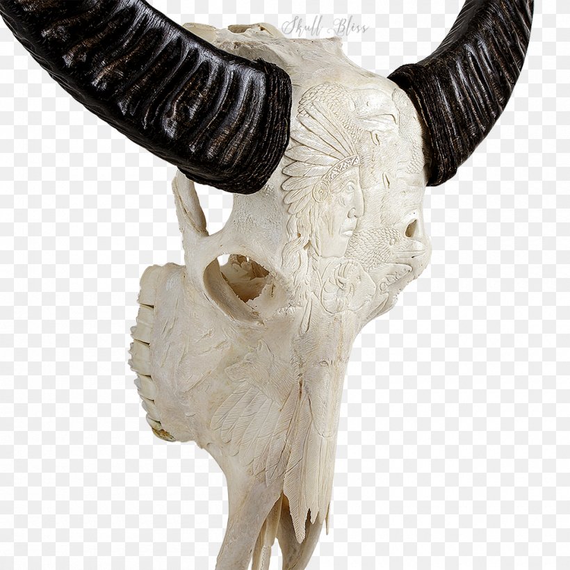 Animal Skulls Cattle Horn Skeleton, PNG, 1000x1000px, Skull, American Bison, Animal, Animal Skulls, Antler Download Free