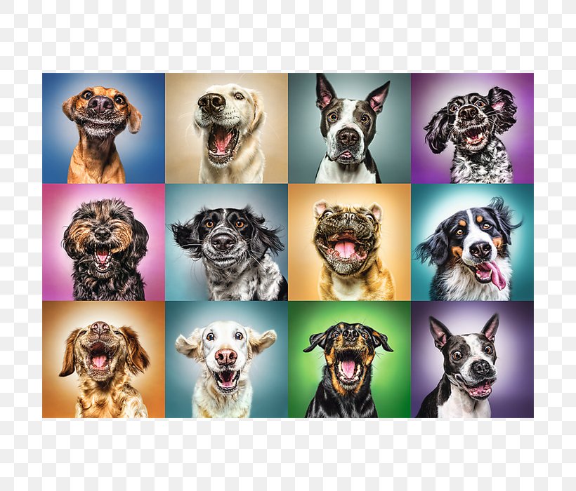 Jigsaw Puzzles Trefl Funny Dog Portraits 1000 Piece Puzzle Puzzle, PNG, 700x700px, Jigsaw Puzzles, Board Game, Carnivoran, Dog, Dog Breed Download Free