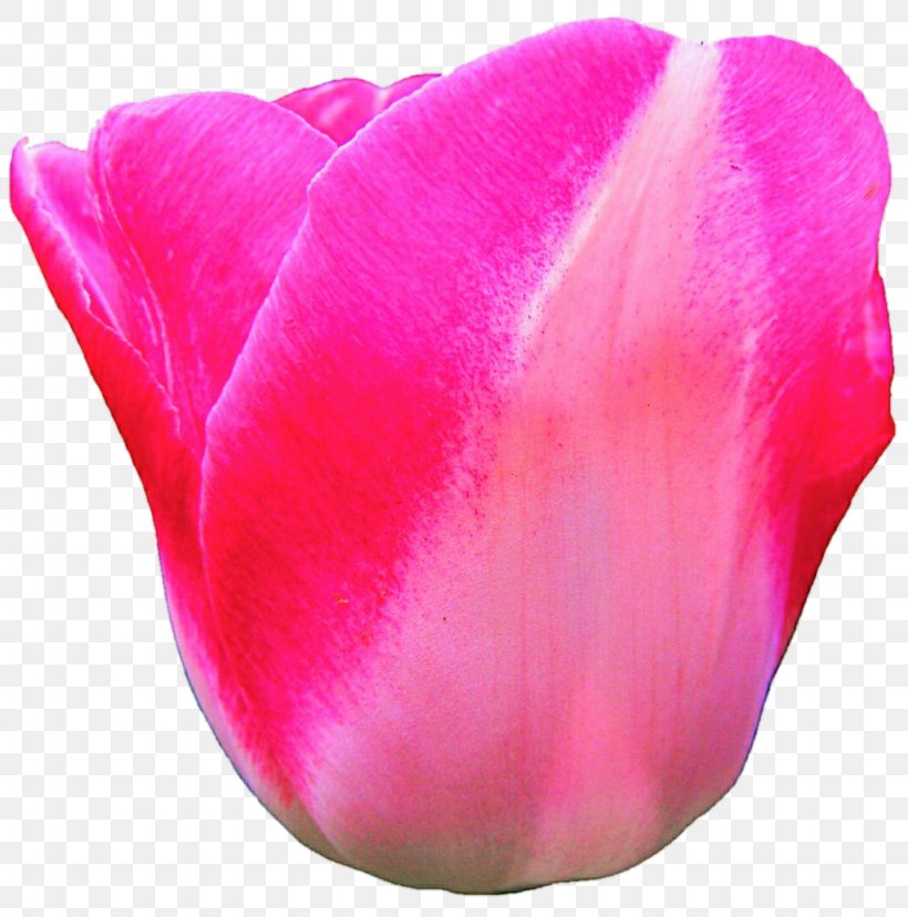 Tulip Flower Pink Magenta Petal, PNG, 1024x1035px, Tulip, Close Up, Closeup, Family, Flower Download Free