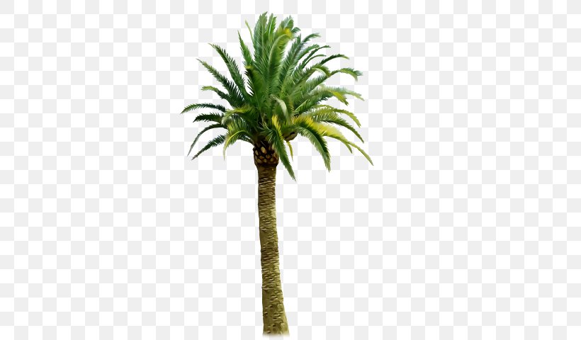 Clip Art Image Palm Trees Coconut, PNG, 640x480px, Tree, Arecales, Coconut, Date Palm, Drawing Download Free