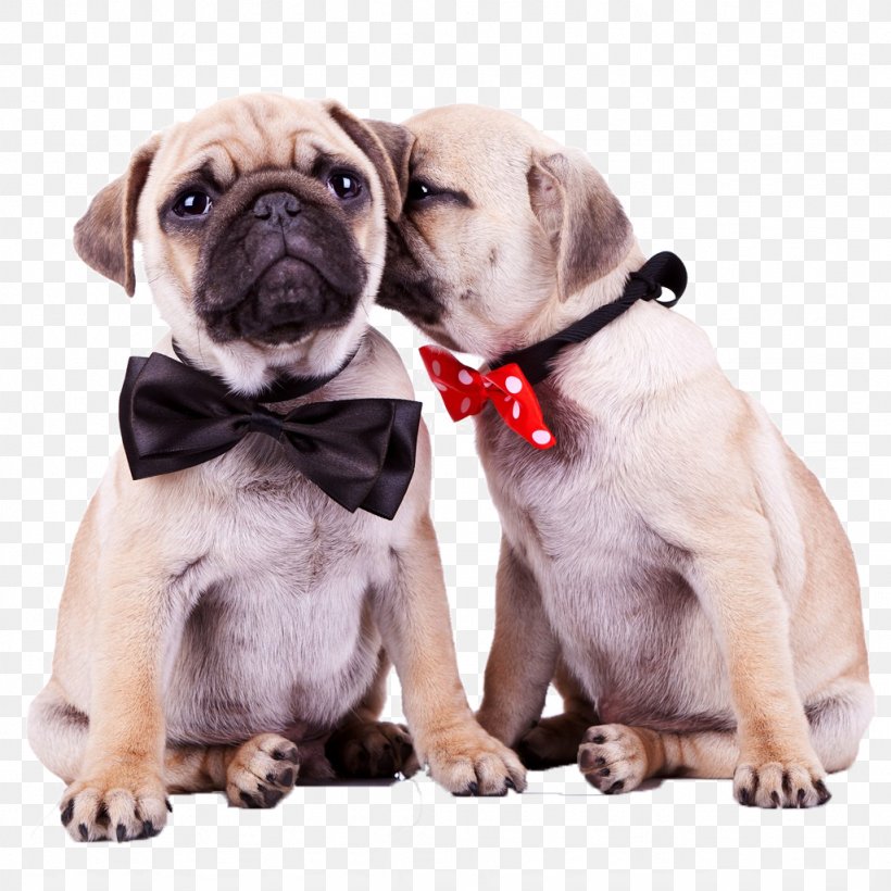 Pug Old English Bulldog Shih Tzu Havanese Dog Puppy, PNG, 1024x1024px, Pug, Animal, Carnivoran, Companion Dog, Cuteness Download Free