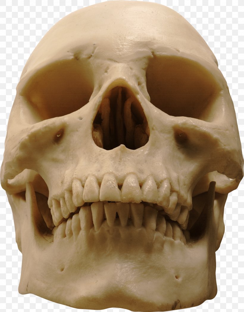 Skull Skeleton, PNG, 1511x1935px, Skull, Bone, Computer Graphics, Drawing, Head Download Free