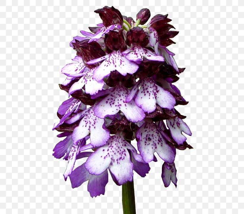 1.2.3 Cut Flowers Violet Petal, PNG, 500x718px, 1213, Flower, Blog, Cut Flowers, Flowering Plant Download Free