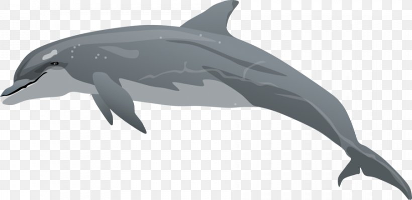 Common Bottlenose Dolphin Drawing Clip Art, PNG, 900x440px, Common Bottlenose Dolphin, Animal Figure, Bottlenose Dolphin, Cuteness, Dolphin Download Free