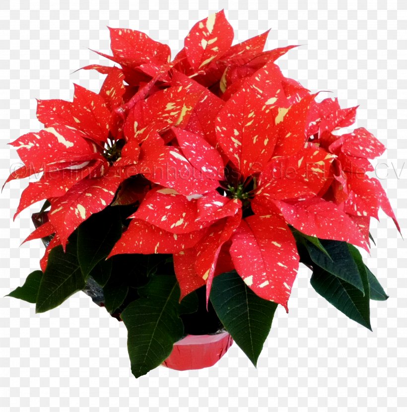 Floral Design Flowerpot Poinsettia Cut Flowers, PNG, 2565x2599px, Floral Design, Annual Plant, Artificial Flower, Cut Flowers, Floristry Download Free