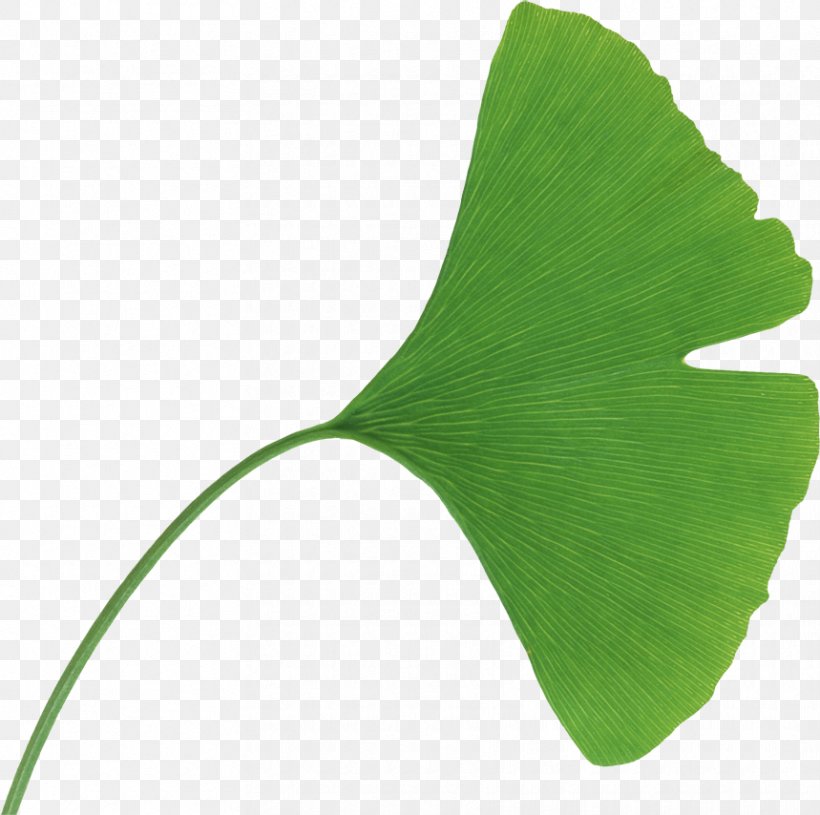 Handa Internal Medicine Clinic Research Leaf Maidenhair Tree Science, PNG, 859x854px, Research, Brain, Cognition, Cognitive Neuroscience, Grass Download Free
