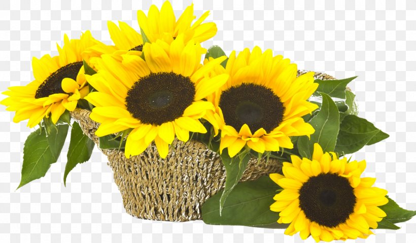 Common Sunflower Flower Bouquet Sunflower Seed Cut Flowers, PNG, 1280x749px, Common Sunflower, Cut Flowers, Daisy Family, Floral Design, Floristry Download Free