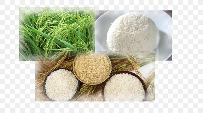 Thailand Parboiled Rice Mineral White Rice, PNG, 2711x1518px, Thailand, Commodity, Company, Glutinous Rice, Grass Download Free